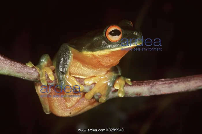 : Australian Red-Eyed TREEFROG : Australian Red-Eyed TREEFROG