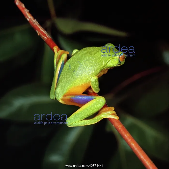 : Australian Red-Eyed TREEFROG - back view on branch : Australian Red-Eyed TREEFROG - back view on branch