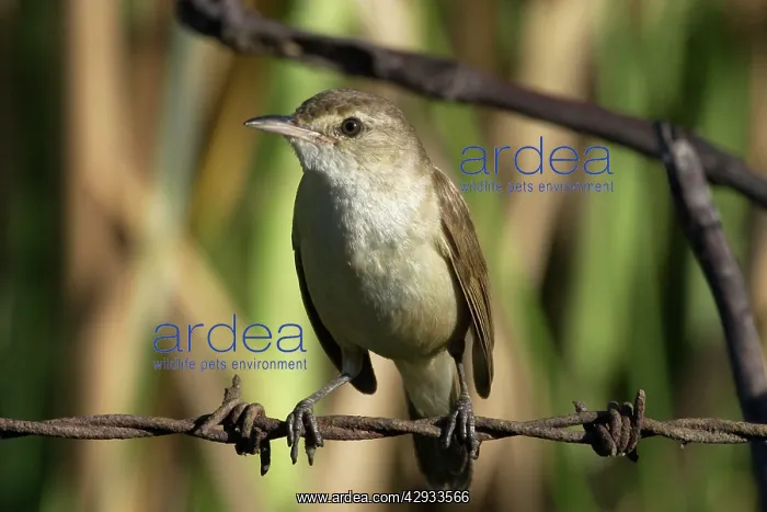: Australian Reed Warbler : Australian Reed Warbler