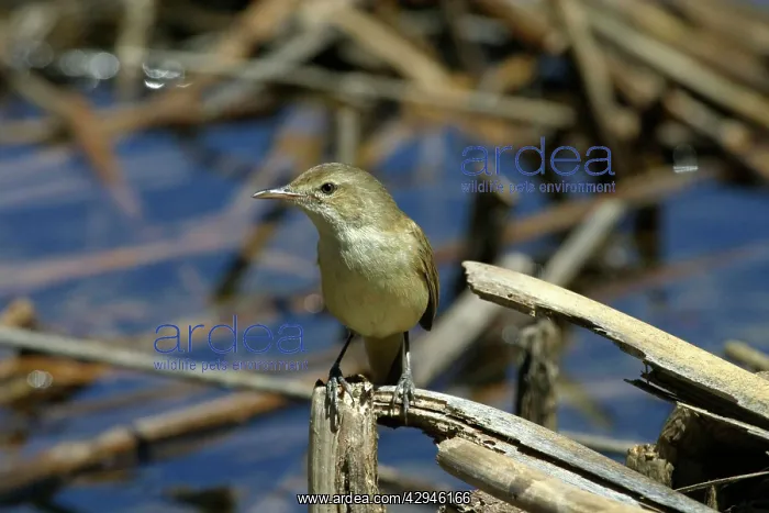 : Australian Reed Warbler : Australian Reed Warbler
