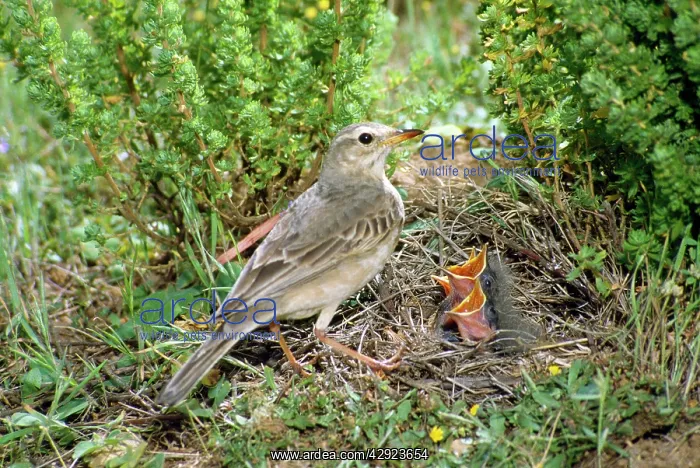 : Australian / Richard's pipit - AT NEST : Australian / Richard's pipit - AT NEST