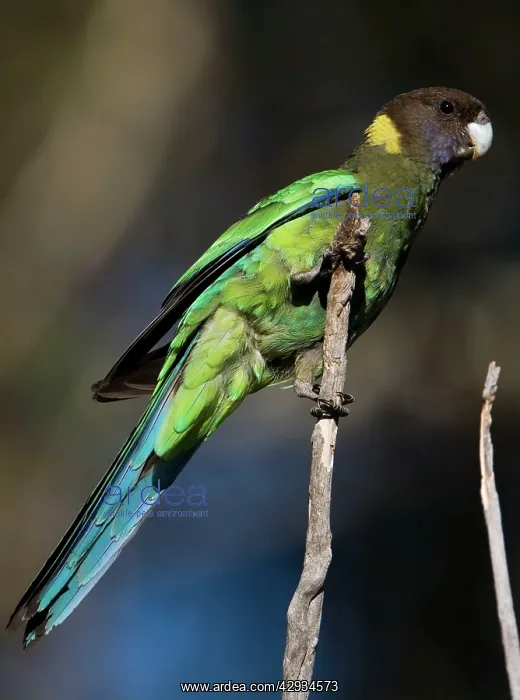 : Australian Ring-neck / Twenty-eight Parrot : Australian Ring-neck / Twenty-eight Parrot