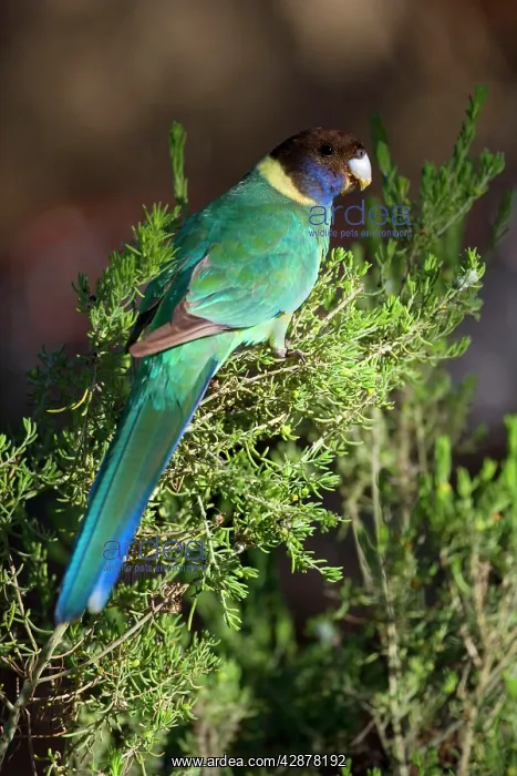 : Australian Ringneck - adult Australian Ringneck : Australian Ringneck - adult Australian Ringneck