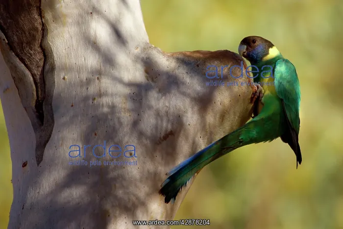 : Australian Ringneck - adult Australian Ringneck : Australian Ringneck - adult Australian Ringneck