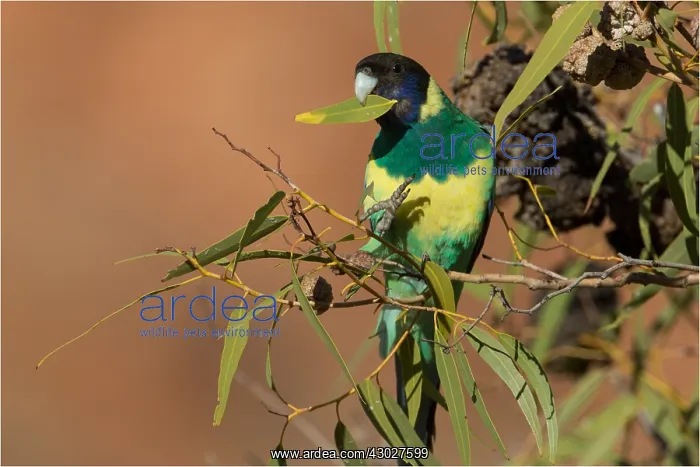  : Australian Ringneck - Eating a eucalyptus leaf -