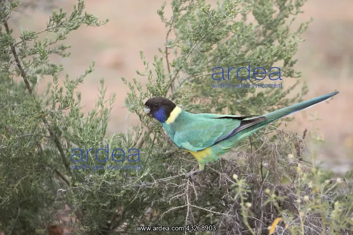: Australian Ringneck - Olive Pink Botanic Gardens : Australian Ringneck - Olive Pink Botanic Gardens