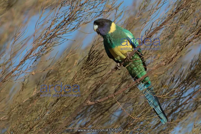 : Australian Ringneck - Papunya Aboriginal Community : Australian Ringneck - Papunya Aboriginal Community