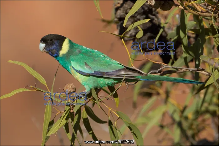 : Australian Ringneck - Perched on a eucalyptus branch : Australian Ringneck - Perched on a eucalyptus branch