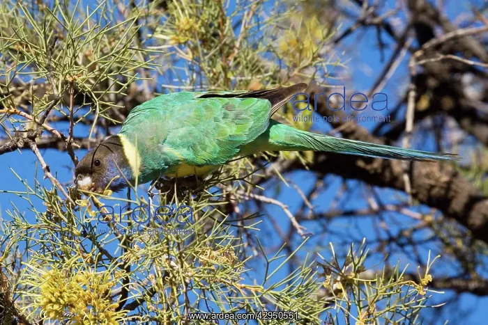 : Australian Ringneck / Port Lincoln Parrot : Australian Ringneck / Port Lincoln Parrot