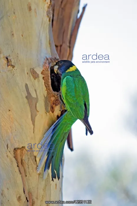 : Australian Ringneck / Port Lincoln Parrot - at : Australian Ringneck / Port Lincoln Parrot - at
