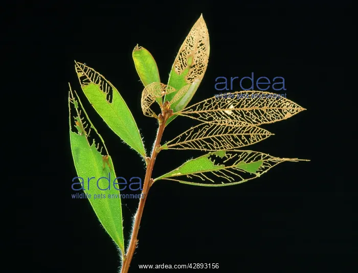 : Australian Sawfly - larvae damaging Bottlebrush : Australian Sawfly - larvae damaging Bottlebrush