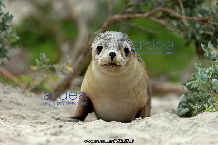: Australian sea lion (Neophoca cinerea), juvenile : Australian sea lion (Neophoca cinerea), juvenile