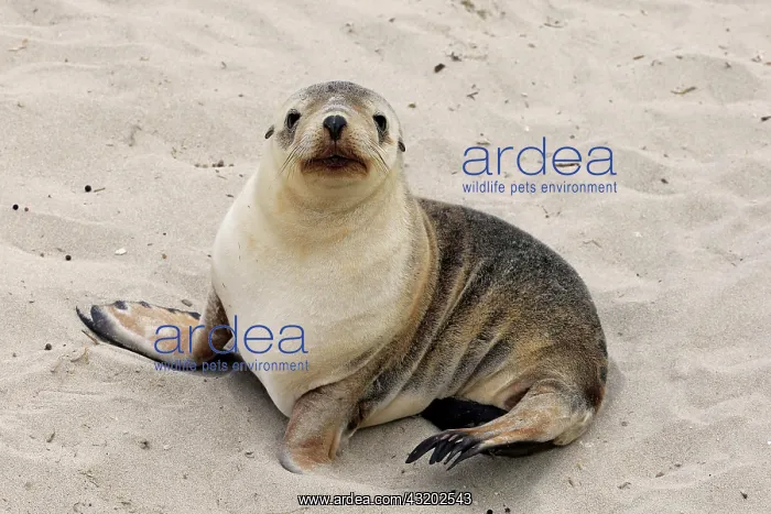 : Australian sea lion (Neophoca cinerea), juvenile : Australian sea lion (Neophoca cinerea), juvenile