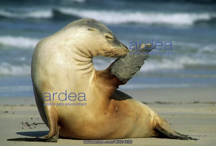  : Australian Sea Lion, (Neopoca cinerea)