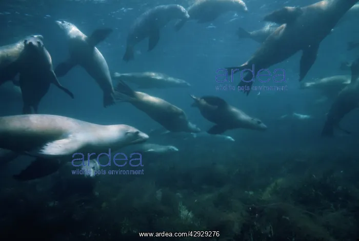 : Australian Sea Lions - group underwater : Australian Sea Lions - group underwater