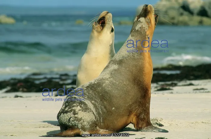 : Australian Sea Lions, (Neophoca cinerea) : Australian Sea Lions, (Neophoca cinerea)