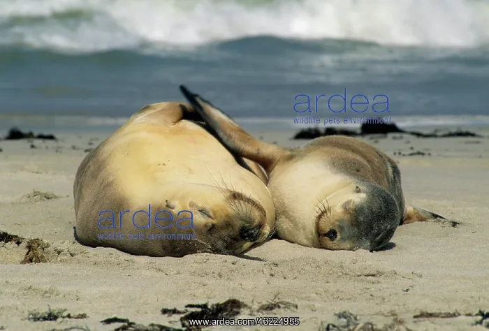 : Australian Sea Lions, (Neophoca cinerea) : Australian Sea Lions, (Neophoca cinerea)