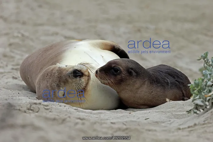 : Australian sea lions (Neophoca cinerea), mother : Australian sea lions (Neophoca cinerea), mother