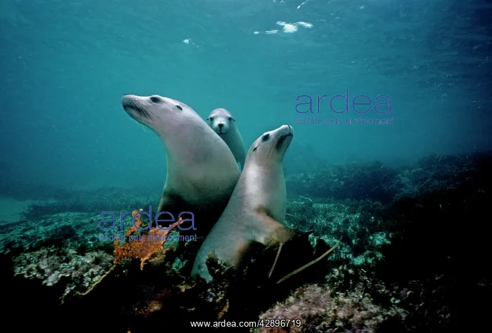 : Australian Sealion : Australian Sealion