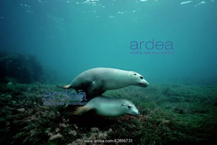 : Australian Sealion : Australian Sealion