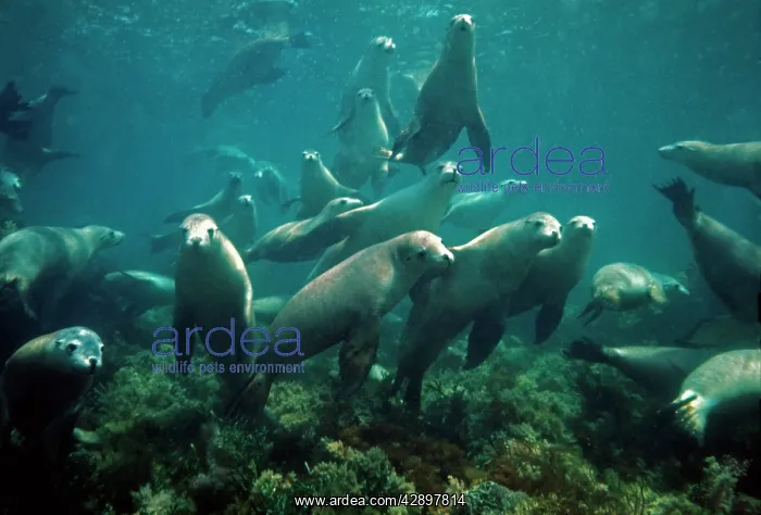 : Australian Sealion : Australian Sealion