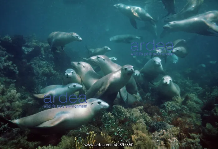 : The Australian Sealion : The Australian Sealion