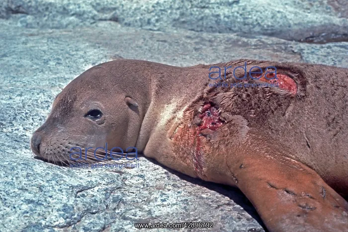 : Australian Sealion - attacked by a shark, showing : Australian Sealion - attacked by a shark, showing