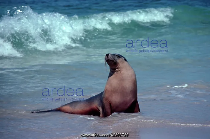 : Australian Sealion - Bull : Australian Sealion - Bull