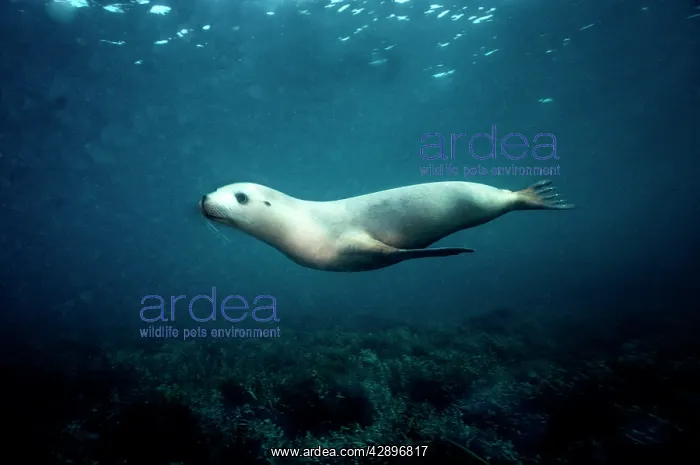 : Australian Sealion - These delightful animals are : Australian Sealion - These delightful animals are