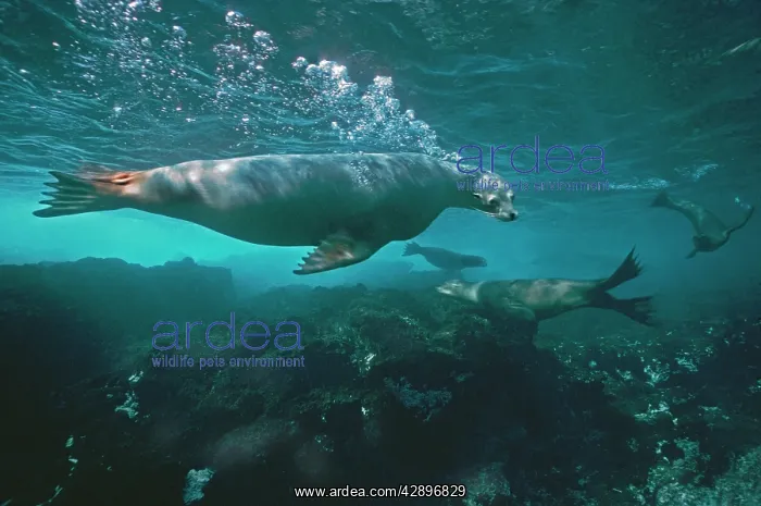 : Australian Sealion - These delightful animals are : Australian Sealion - These delightful animals are