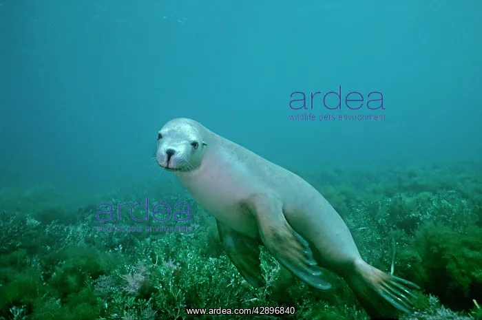 : Australian Sealion - These delightful animals are : Australian Sealion - These delightful animals are