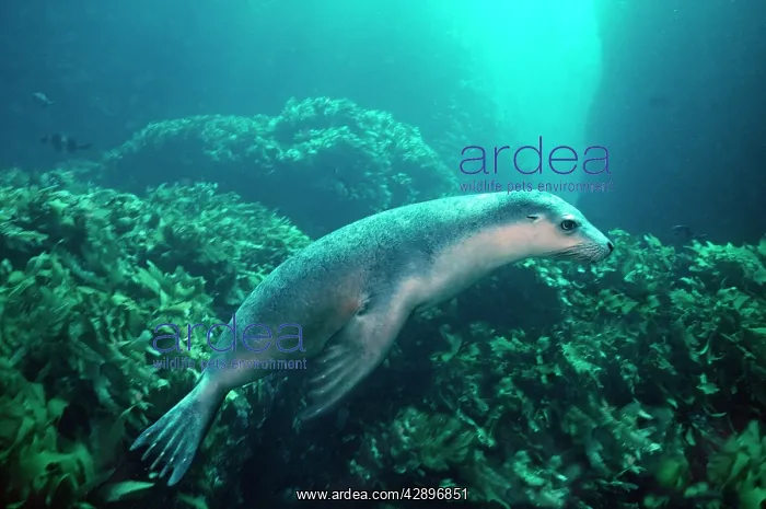 : Australian Sealion - These delightful animals are : Australian Sealion - These delightful animals are