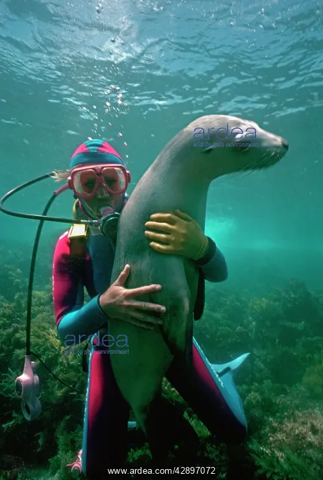 : Australian Sealion - With a diver : Australian Sealion - With a diver