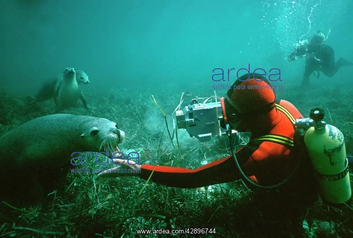 : Australian Sealion - diver playing with sealion : Australian Sealion - diver playing with sealion