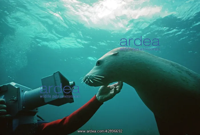 : Australian Sealion - being filmed by diver : Australian Sealion - being filmed by diver