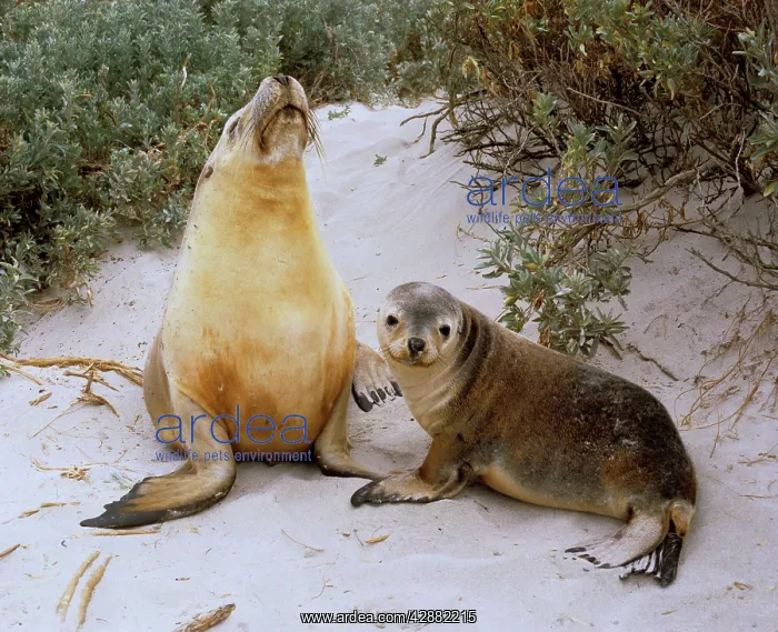 : Australian Sealion - Mother and pup on sand : Australian Sealion - Mother and pup on sand