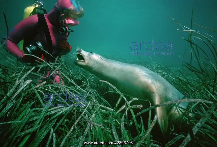 : Australian Sealion - playing with a diver : Australian Sealion - playing with a diver