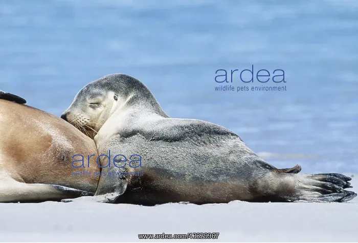: Australian SEALION - Pup suckling : Australian SEALION - Pup suckling