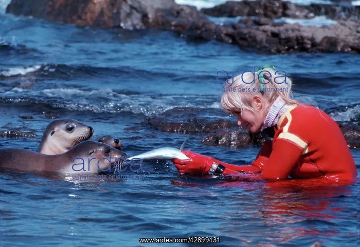 : Australian Sealion pups - playing in a shallow : Australian Sealion pups - playing in a shallow