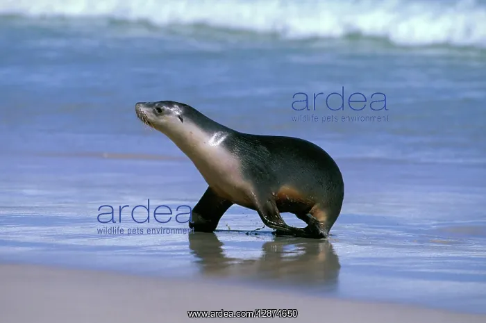 : Australian Sealion - walking onto beach : Australian Sealion - walking onto beach