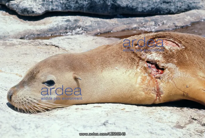 : Australian Sealion - yearling showing Shark bite : Australian Sealion - yearling showing Shark bite