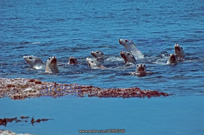 : Australian Sealions : Australian Sealions