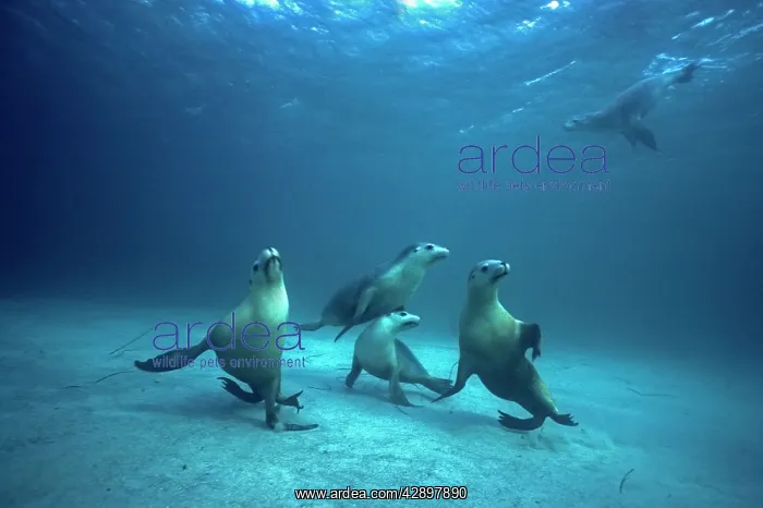 : Australian Sealions : Australian Sealions