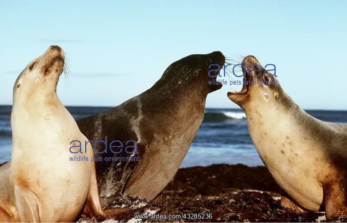 : AUSTRALIAN SEALIONS - three : AUSTRALIAN SEALIONS - three
