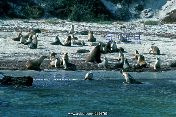 : Australian Sealions - Protected, basking on beach : Australian Sealions - Protected, basking on beach