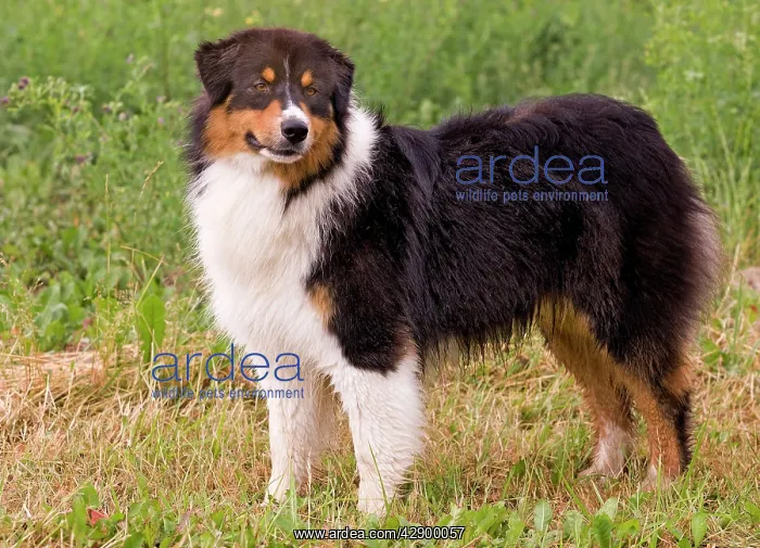  : Australian Sheepdog  /  Shepherd Dog