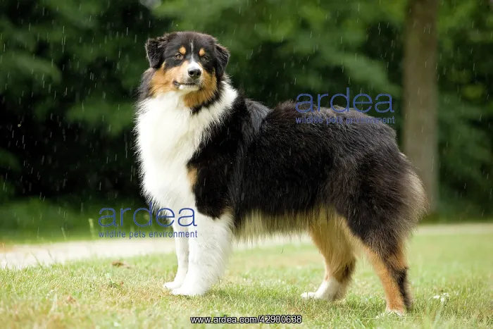  : Australian Sheepdog  /  Shepherd Dog