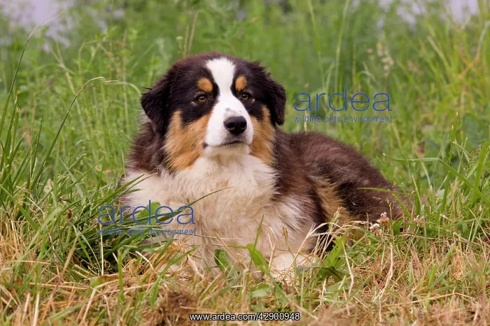  : Australian Sheepdog  /  Shepherd Dog