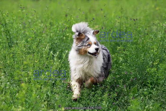  : Australian Sheepdog  /  Shepherd Dog