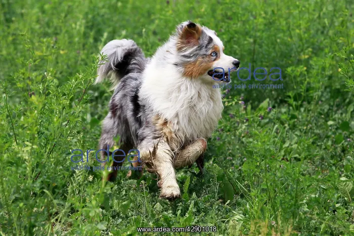  : Australian Sheepdog  /  Shepherd Dog
